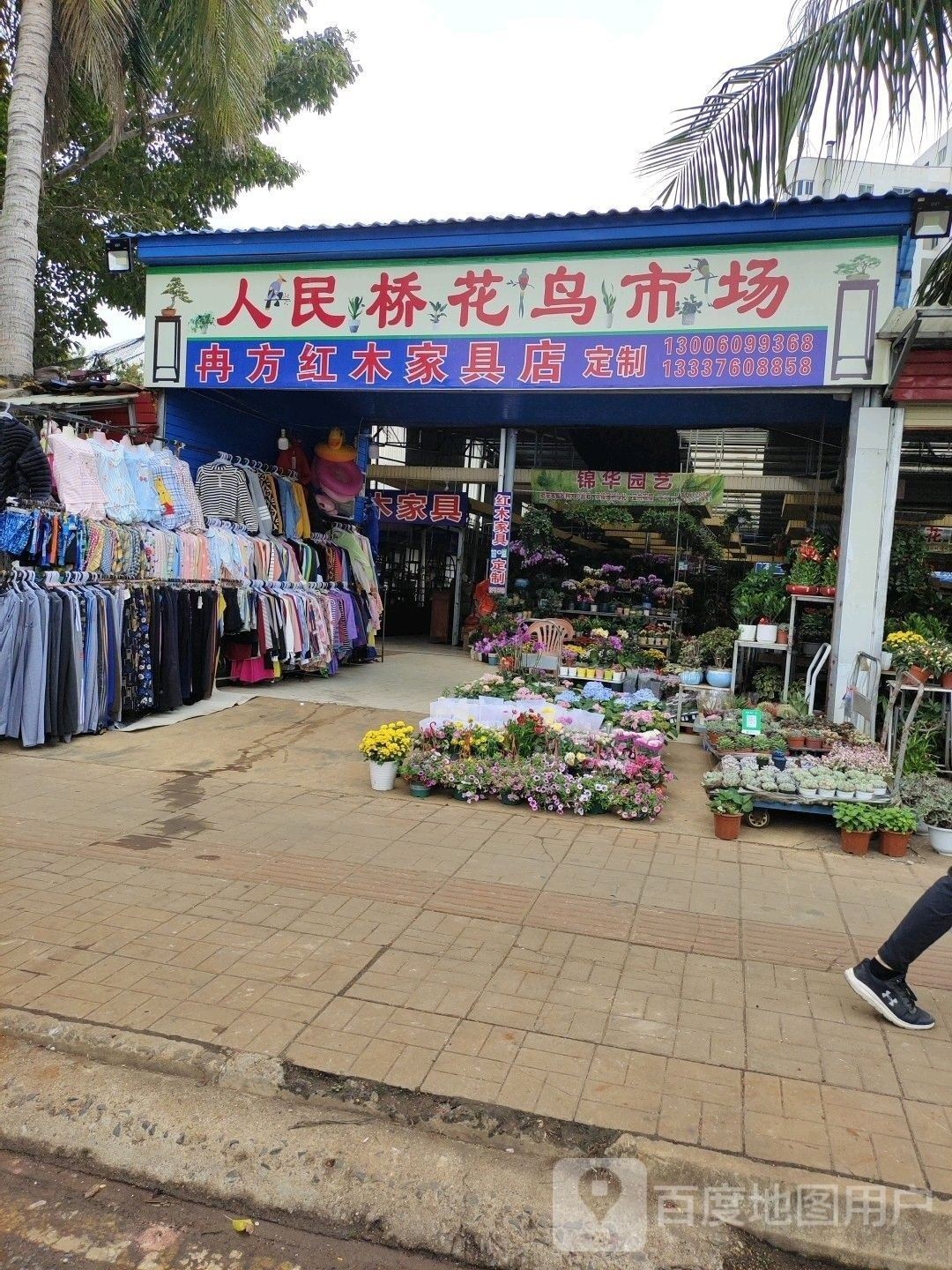 海口花鳥魚市場哪家金龍魚批發好（海口花鳥魚市場哪家金龍魚批發好海口花鳥魚市場哪家好）
