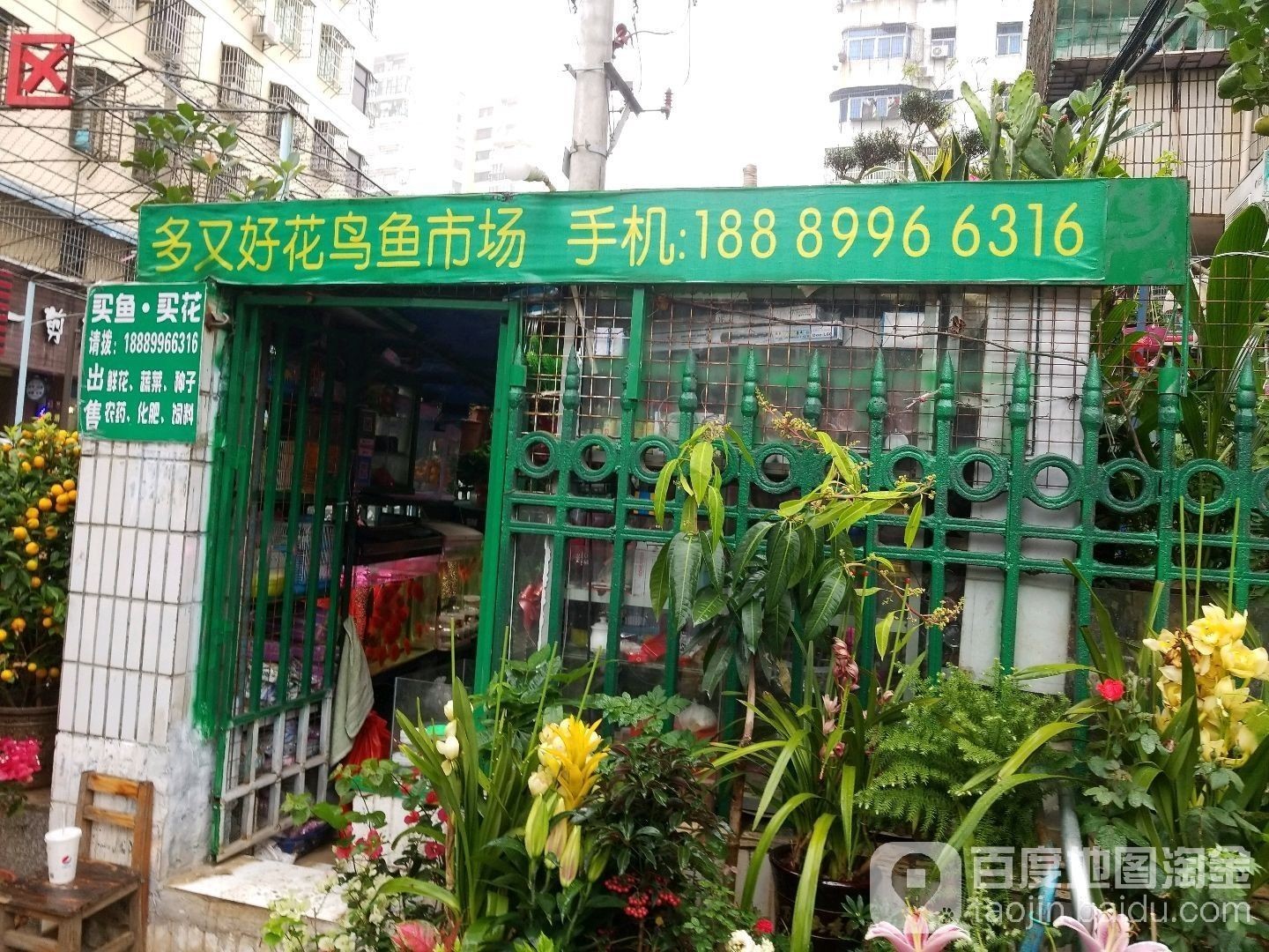 海口花鳥魚市場哪家金龍魚批發好（海口花鳥魚市場哪家金龍魚批發好海口花鳥魚市場哪家好）