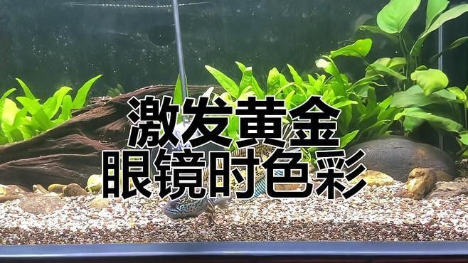 如何保持鬼王雷龍的發色？