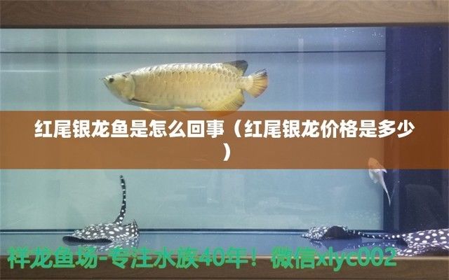 彩虹雷龍魚分公母圖片(彩虹雷龍公魚和母魚哪個漂亮) 彩虹雷龍魚分公母圖片(彩虹雷龍公魚和母魚哪個漂亮) 觀賞魚百科