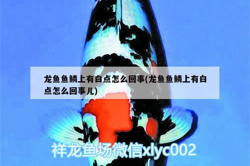龍魚魚鱗上有白點怎么回事(龍魚魚鱗上有白點怎么回事兒)