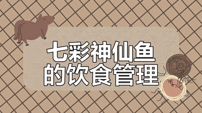 紅龍魚和七彩魚的食物有哪些（紅龍魚和七彩魚的區別）