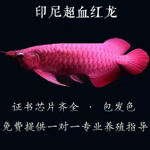 哪里可以買到真正的辣椒紅龍 哪里可以買到真正的辣椒紅龍 龍魚百科 第4張