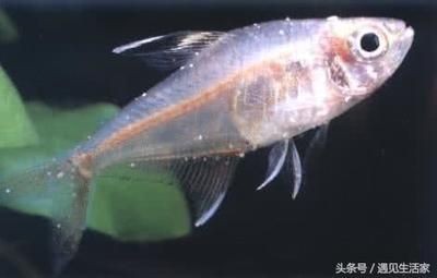 多大的缸養龍魚最好：養龍魚的缸大小應根據龍魚的大小來決定養龍魚的缸大小