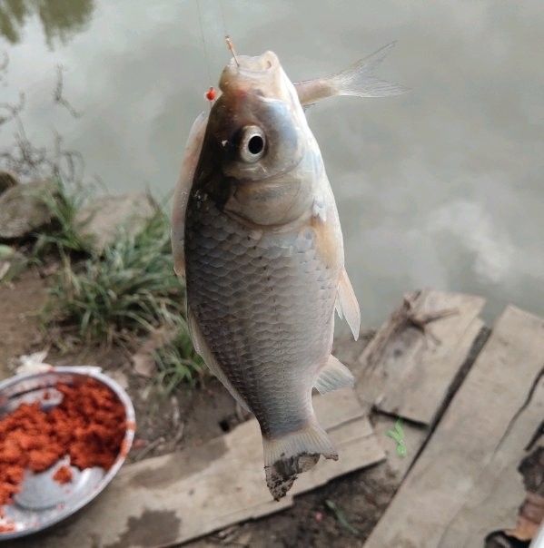 龍魚釣上來后多久會死？