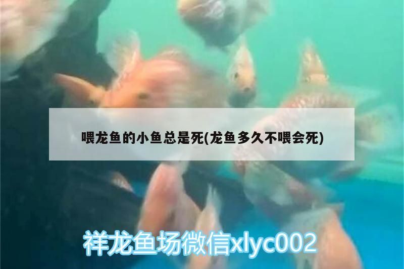 喂龍魚的小魚總是死(龍魚多久不喂會死)（關于喂龍魚的小魚總是死和龍魚多久不喂會死的介紹）