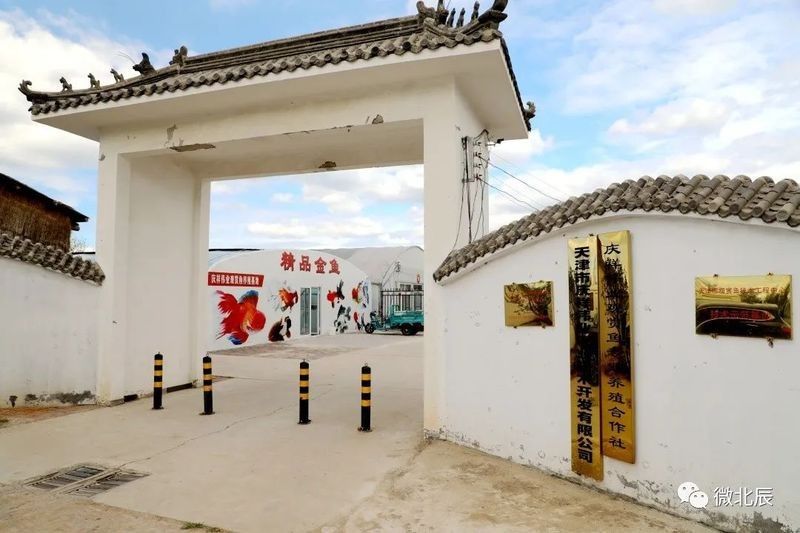 如何聯(lián)系天津龍魚(yú)批發(fā)市場(chǎng)的商家（天津龍魚(yú)批發(fā)市場(chǎng)的商家如何有效聯(lián)系到他們至關(guān)重要）