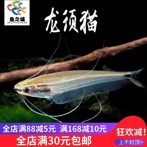 混養(yǎng)龍須貓和貓魚的最佳搭配（龍須貓和貓魚混養(yǎng)的注意事項）