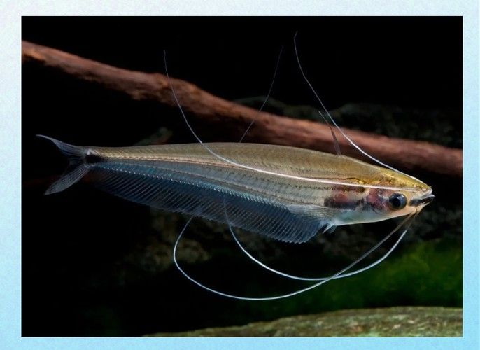 混養(yǎng)龍須貓和貓魚的最佳搭配（龍須貓和貓魚混養(yǎng)的注意事項）