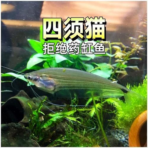 混養(yǎng)龍須貓和貓魚的最佳搭配（龍須貓和貓魚混養(yǎng)的注意事項）