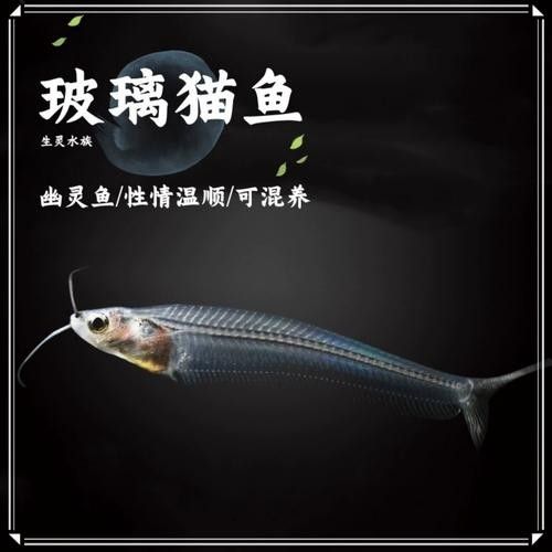 混養(yǎng)龍須貓和貓魚的最佳搭配（龍須貓和貓魚混養(yǎng)的注意事項）
