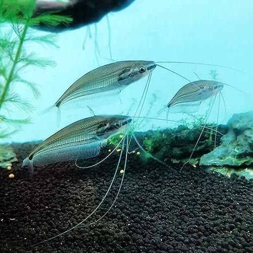 混養(yǎng)龍須貓和貓魚的最佳搭配（龍須貓和貓魚混養(yǎng)的注意事項）