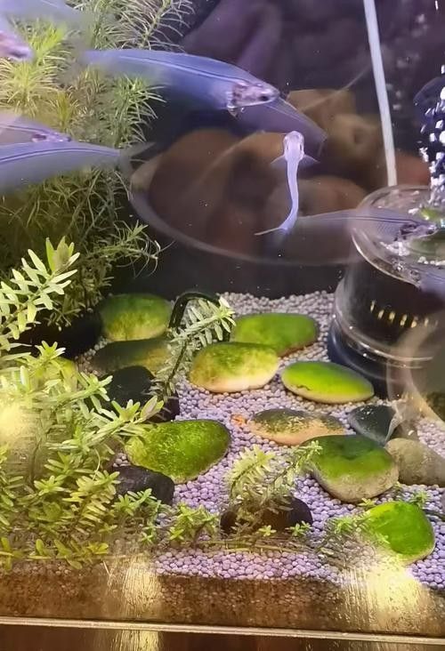 混養(yǎng)龍須貓和貓魚的最佳搭配（龍須貓和貓魚混養(yǎng)的注意事項）