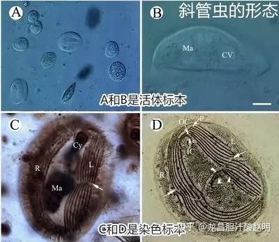 龍魚鰓蟲用什么藥能殺死