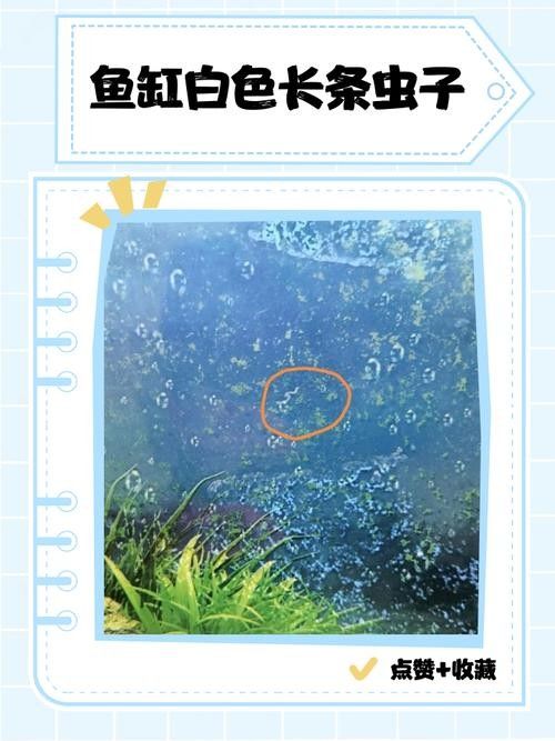 如何預(yù)防龍魚(yú)缸再次出現(xiàn)白色線蟲(chóng)