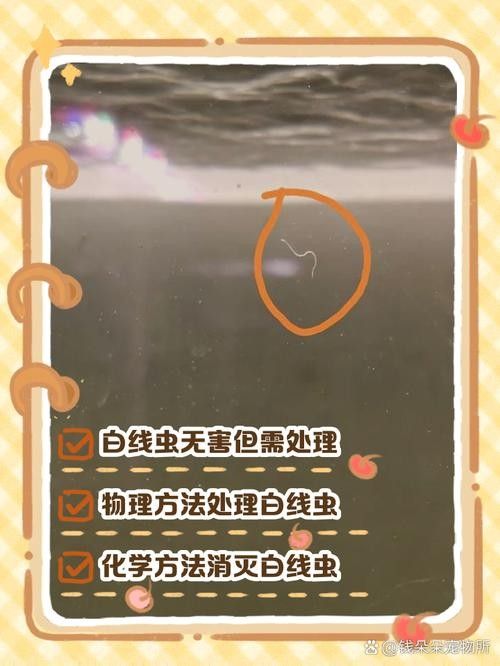 如何預(yù)防龍魚(yú)缸再次出現(xiàn)白色線蟲(chóng)