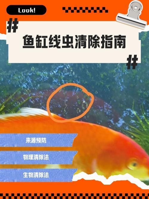 如何預(yù)防龍魚(yú)缸再次出現(xiàn)白色線蟲(chóng)