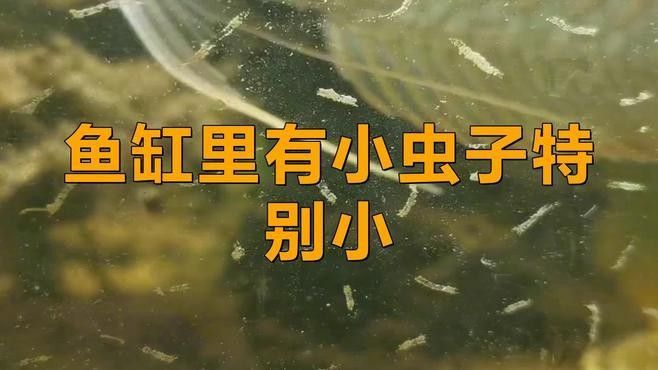 如何預(yù)防龍魚(yú)缸再次出現(xiàn)白色線蟲(chóng)
