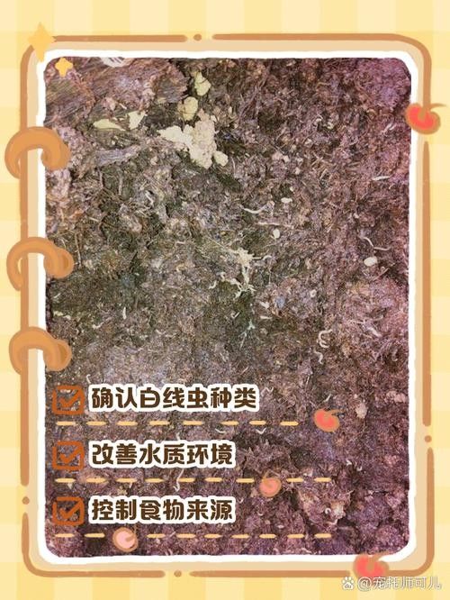 如何預(yù)防龍魚(yú)缸再次出現(xiàn)白色線蟲(chóng)