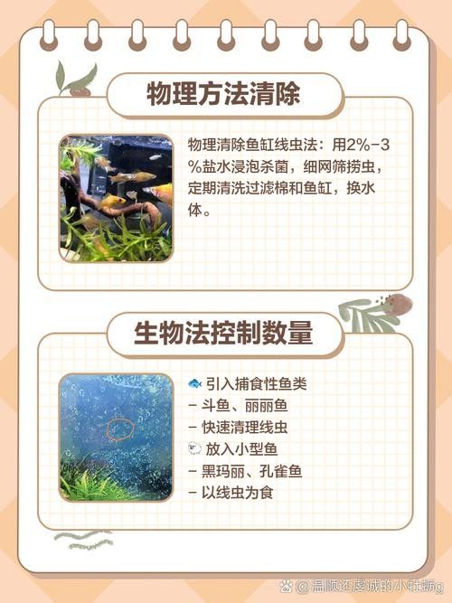 如何預(yù)防龍魚(yú)缸再次出現(xiàn)白色線蟲(chóng)