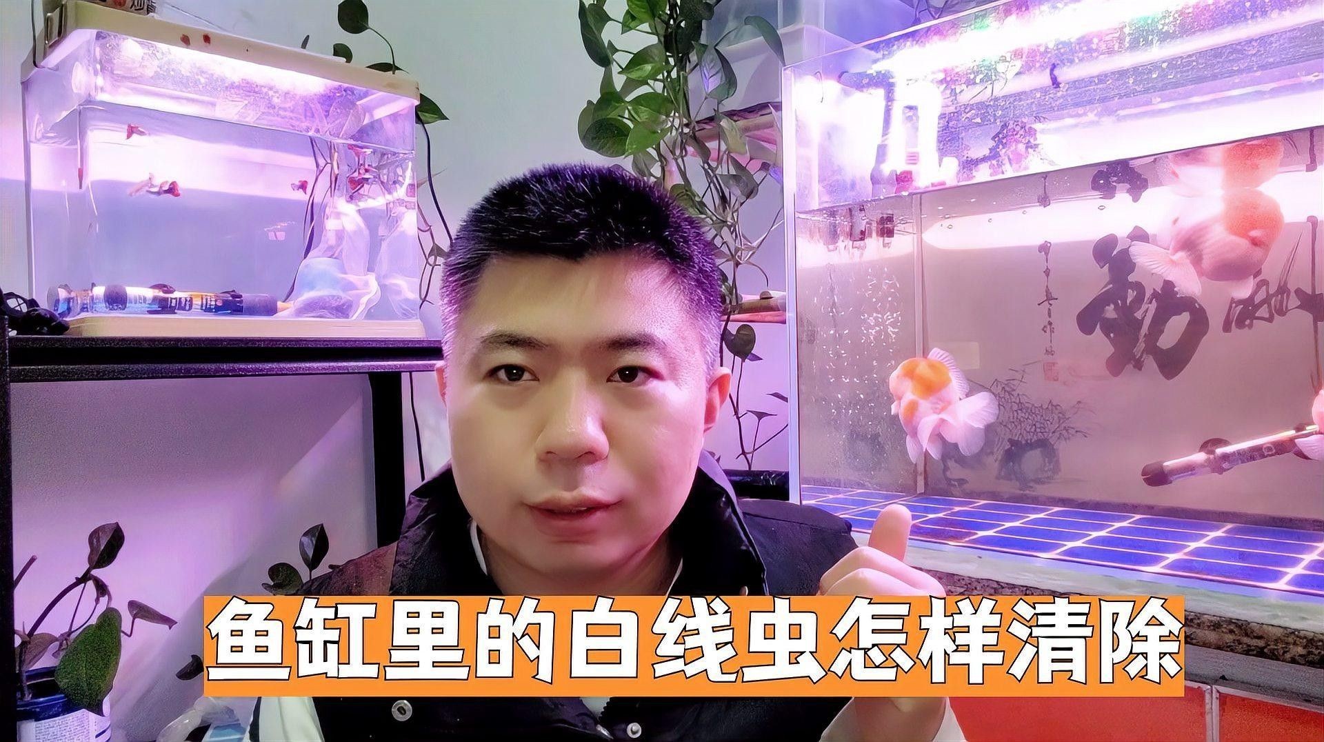 如何預(yù)防龍魚(yú)缸再次出現(xiàn)白色線蟲(chóng)
