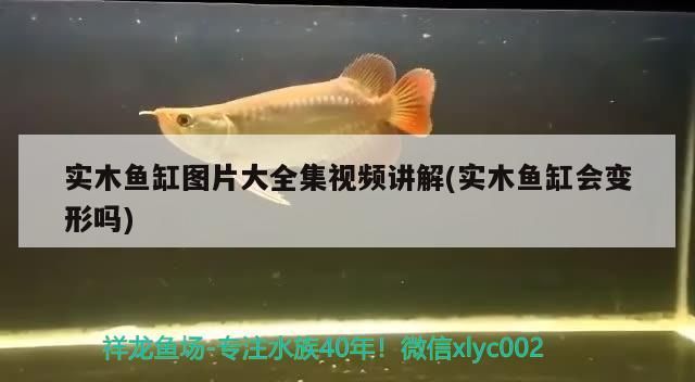 銀龍魚多久喂一次食物合適，銀龍魚喂食多少合適