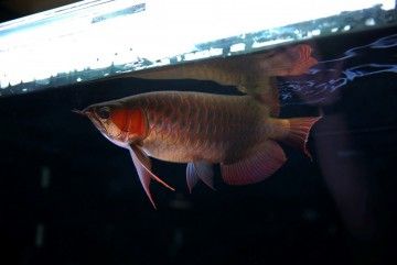 跪求大家指點12米缸能不能養紅龍？（12米缸能不能養紅龍）
