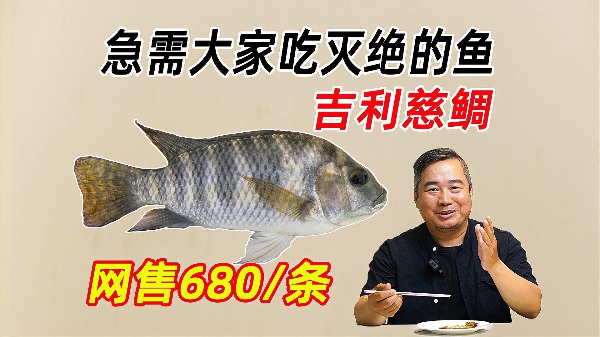 吉利慈鯛（吉利慈鯛和羅非魚有什么區別吉利慈鯛和羅非魚有什么區別）