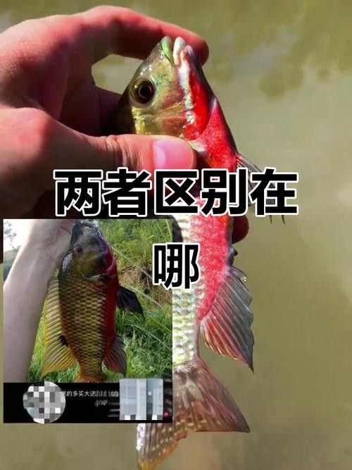 吉利慈鯛（吉利慈鯛和羅非魚有什么區別吉利慈鯛和羅非魚有什么區別）