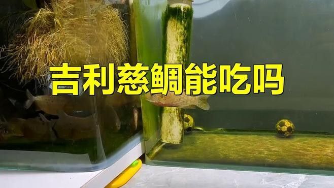 吉利慈鯛（吉利慈鯛和羅非魚有什么區別吉利慈鯛和羅非魚有什么區別）