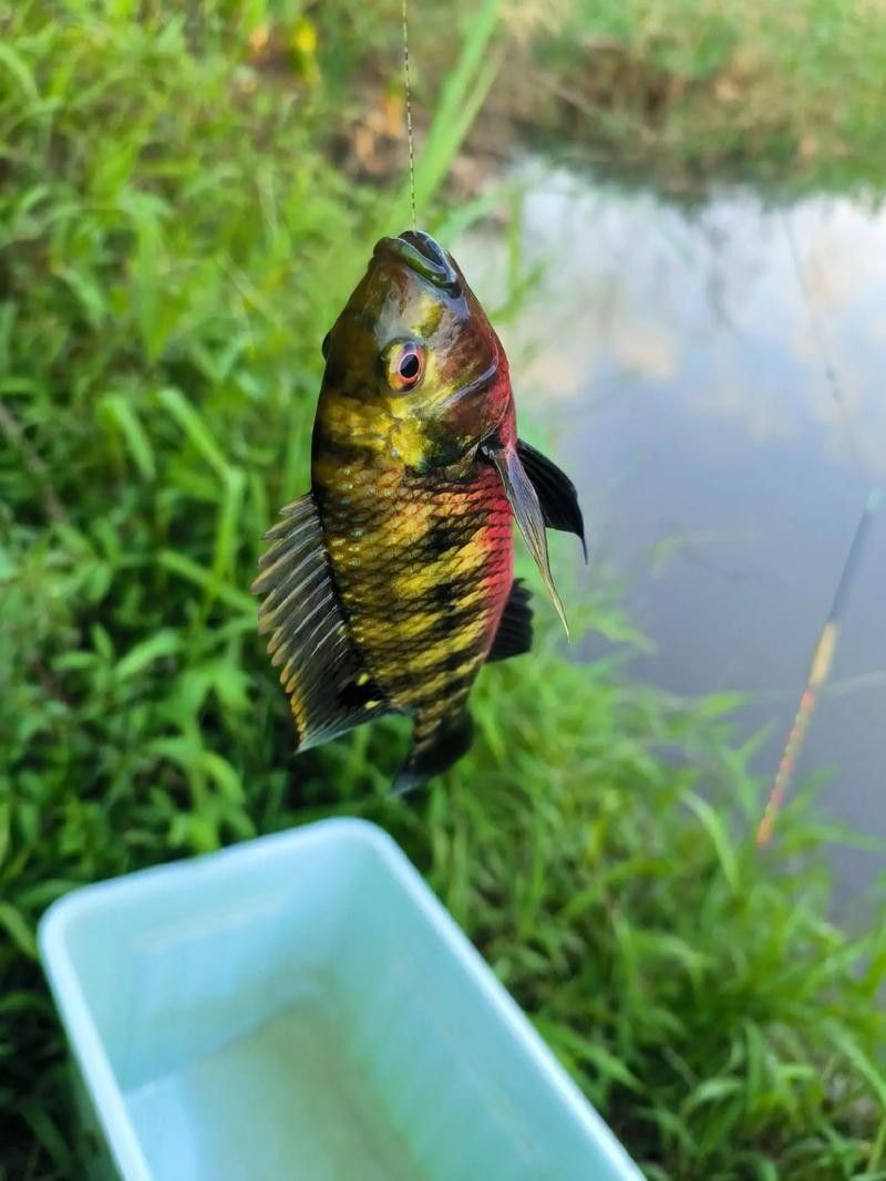 吉利慈鯛（吉利慈鯛和羅非魚有什么區別吉利慈鯛和羅非魚有什么區別）