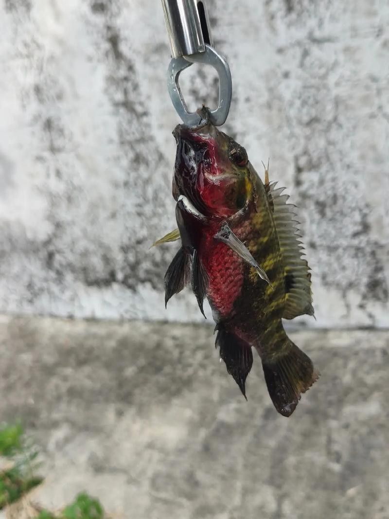 吉利慈鯛（吉利慈鯛和羅非魚有什么區別吉利慈鯛和羅非魚有什么區別）