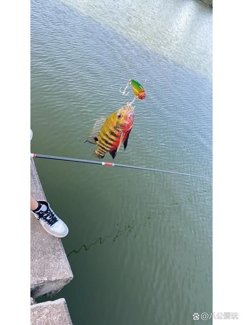 吉利慈鯛（吉利慈鯛和羅非魚有什么區別吉利慈鯛和羅非魚有什么區別）