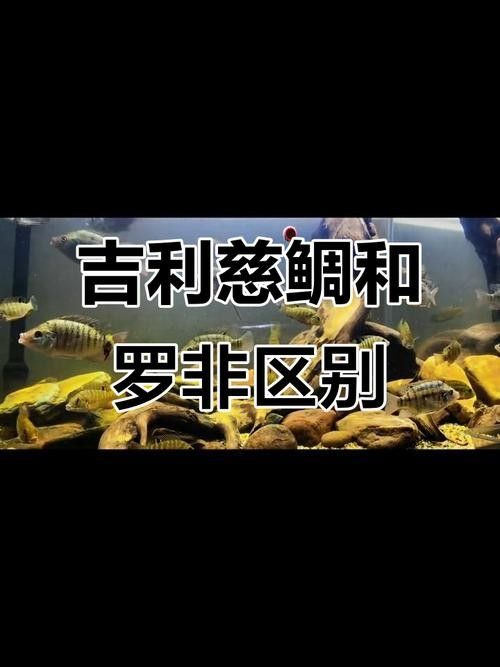 吉利慈鯛（吉利慈鯛和羅非魚有什么區別吉利慈鯛和羅非魚有什么區別）