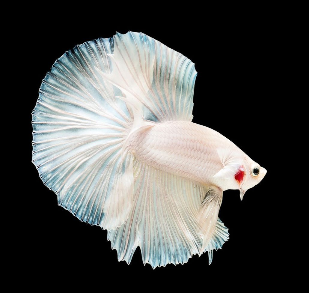觀賞魚大尾巴的什么魚（觀賞魚中的佼佼者——大尾巴）