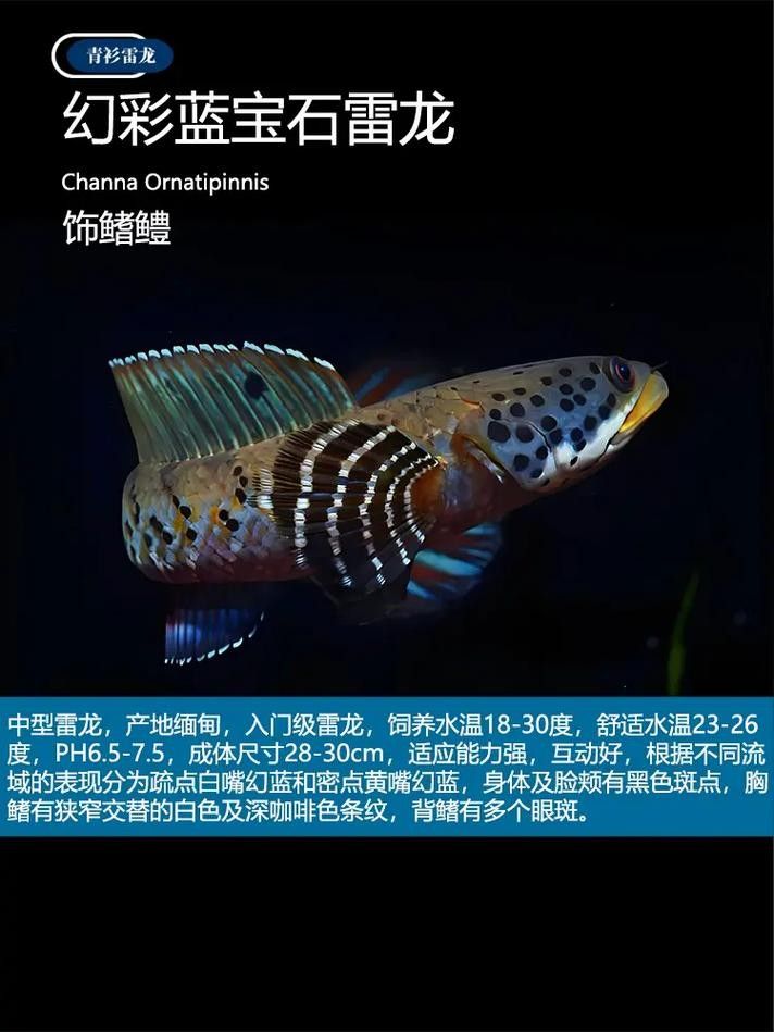 請?zhí)峁└嗬堲~細節(jié)插畫