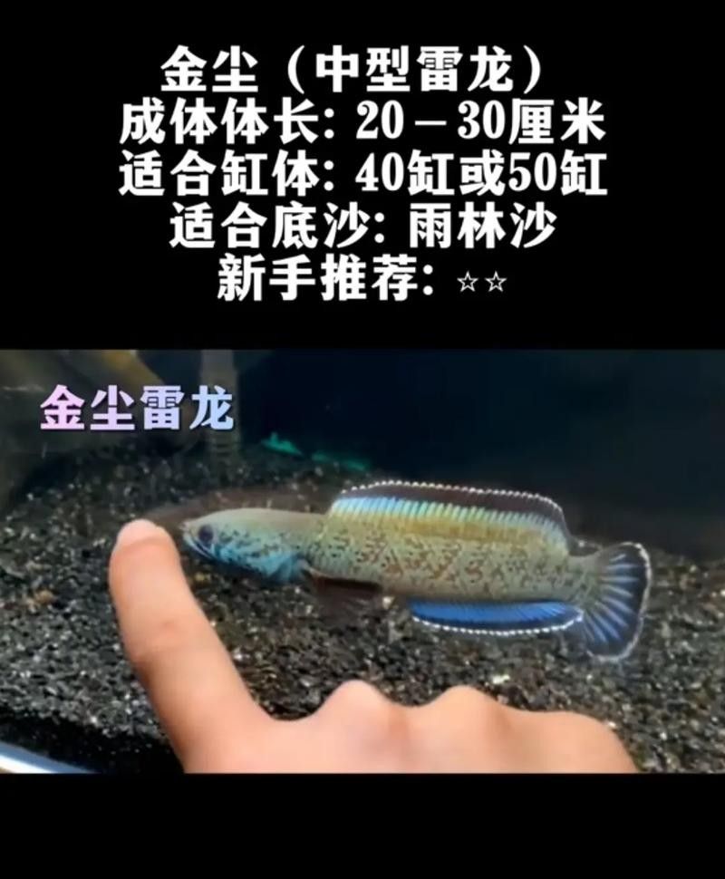 請?zhí)峁└嗬堲~細節(jié)插畫