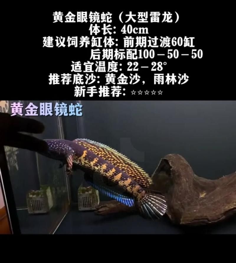 請?zhí)峁└嗬堲~細節(jié)插畫