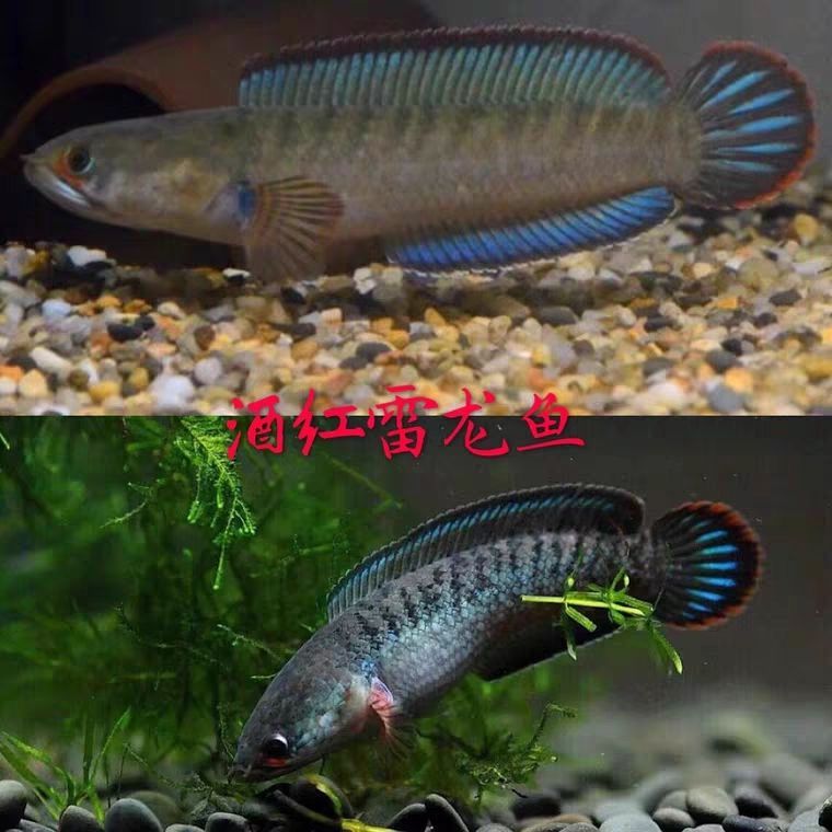 奶茶雷龍和酒紅雷龍（奶茶雷龍和酒紅雷龍有什么區別？） 奶茶雷龍和酒紅雷龍（奶茶雷龍和酒紅雷龍有什么區別？） 觀賞魚百科 第3張