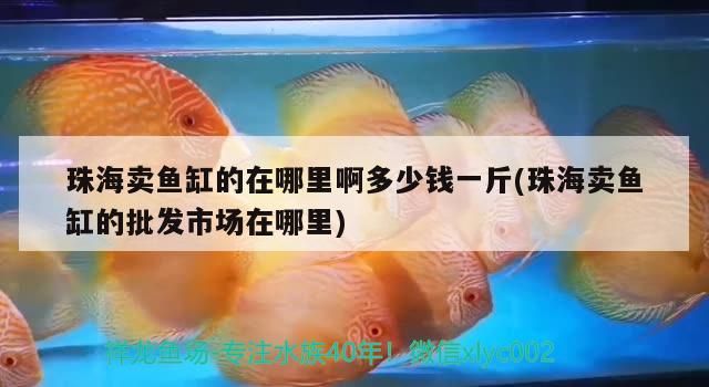 珠海賣魚缸的在哪里啊多少錢一斤(珠海賣魚缸的批發市場在哪里) 珠海賣魚缸的在哪里啊多少錢一斤(珠海賣魚缸的批發市場在哪里) 觀賞魚百科