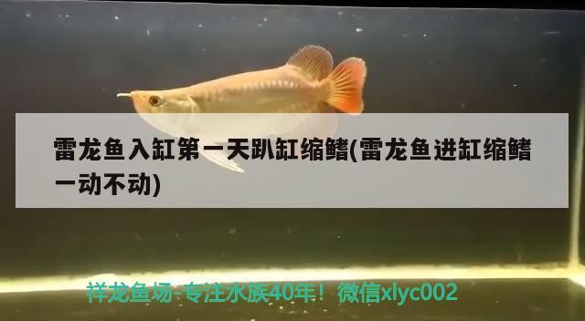 山南水族館:鐮刀萬(wàn)吉