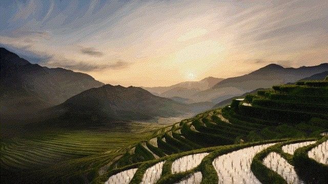 金龍魚紀錄片的主要內容是什么