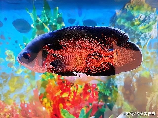 如何選擇適合龍魚(yú)的水泵？（手把手教你判斷魚(yú)缸小型水泵怎么選酒體信息論） 如何選擇適合龍魚(yú)的水泵？（手把手教你判斷魚(yú)缸小型水泵怎么選酒體信息論） 龍魚(yú)百科 第7張