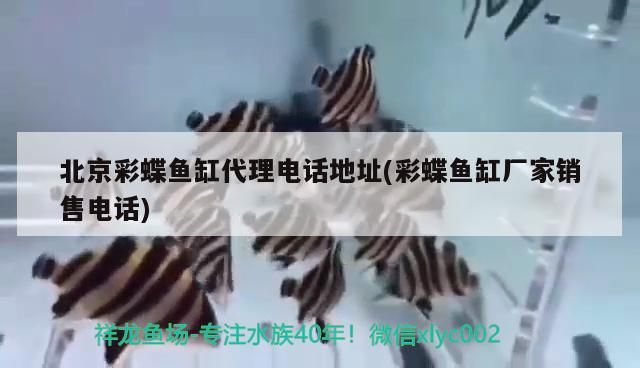 慢慢適應白缸吧（個體如何逐漸適應新環境）