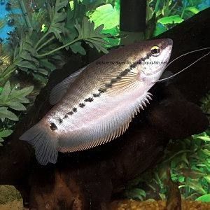 哪種萬龍魚品種最受歡迎？（最受歡迎的萬龍魚品種）