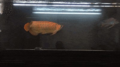 觀賞魚掙錢嗎知乎文章（寵物魚市場的經濟分析：觀賞魚養殖具有一定的盈利能力）