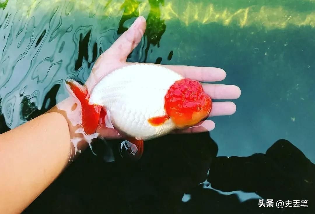 觀賞魚掙錢嗎知乎文章（寵物魚市場的經濟分析：觀賞魚養殖具有一定的盈利能力）