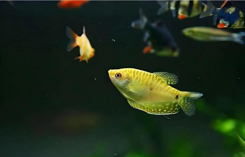 如何判斷曼龍魚是否恢復（如何判斷曼龍魚是否恢復健康）