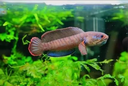 酒紅雷龍魚:酒紅雷龍沒(méi)有狀態(tài)怎么辦（酒紅雷龍魚、酒紅雷龍魚、酒紅雷龍魚、酒紅雷龍魚、酒紅雷龍魚）