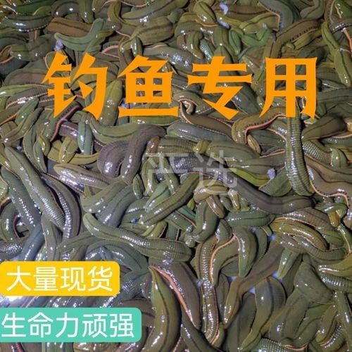 推薦幾款高質(zhì)量的龍魚(yú)專(zhuān)用餌料（龍魚(yú)專(zhuān)用餌料推薦）
